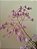Muda da Mini Orquídea Lilas - Imagem 3