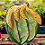 Petisqueira "banana" - Imagem 1