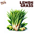 Lemon Grass | FLV - Imagem 1
