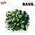 Basil | FLV - Imagem 1