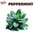 Peppermint | FLV - Imagem 1