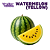 Watermelon (Yellow) | WF - Imagem 1