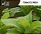 Aroma de Tobacco Fresh | VF - Imagem 1