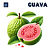 Guava | TPA - Imagem 1