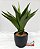 Planta Artificial Babosa Verde 43cm - Grillo - Imagem 1