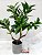 Planta Artificial Folhas de Louro com 6 Hastes Verde 53cm - Grillo - Imagem 1