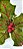 Flor de Natal Poinsetia Verde com Glitter Vermelho - Ref 1410170 - Cromus Natal - Imagem 3