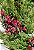 Guirlanda de Natal Galhos de Pinheiros e Azevinhos 50x50cm - Guirlandas Decoradas - Ref 1694312 Cromus Natal - Imagem 2