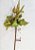 Flor de Natal Verde Claro Com Galho e Mini Pera Dourada - Flores Cabo Curto - Ref 1313205 Cromus Natal - Imagem 2