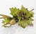 Flor de Natal Verde Claro Com Galho e Mini Pera Dourada - Flores Cabo Curto - Ref 1313205 Cromus Natal - Imagem 1