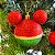Bola de Natal Mickey Poá Vermelha e Verde 6cm com 6 Unidades Disney - Ref 1350808 Cromus - Imagem 10