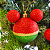 Bola de Natal Mickey Poá Vermelha e Verde 6cm com 6 Unidades Disney - Ref 1350808 Cromus - Imagem 3