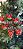 Bola de Natal Mickey Poá Vermelha e Verde 6cm com 6 Unidades Disney - Ref 1350808 Cromus - Imagem 12