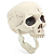 Enfeite Cranio Mandíbula Móvel com 1 Unidade - Halloween - Ref 29004016 Cromus - Imagem 2