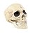 Enfeite Cranio Mandíbula Móvel com 1 Unidade - Halloween - Ref 29004016 Cromus - Imagem 1