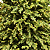 Árvore de Natal Pinheiro Acapulco Luxo 210cm com 1535 Hastes, 1030 Leds 7 Funções - Ref 1056494 Cromus - Imagem 3