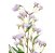 Haste Campanula Lilas 73cm - Ref 1093156 Cromus - Imagem 4