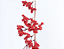 Galho Longo Frutas Vermelhas 160cm - Ref 1089508 Cromus - Imagem 2