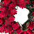 Guirlanda Decorada de Natal Bolas e Flores Vermelha com Laço Veludo 45x70cm - CCS Decorações - Imagem 5
