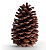 Pinha Natural 10cm com 1 Unidade - CCS Decorações - Imagem 1