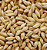 Malte Agraria Pilsen EXTRA CLARO - 1kg - Imagem 3
