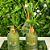 Difusor de Perfume Flor de Laranjeira - 200ml - Imagem 2