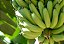Frutas da época (uni) - Imagem 1