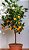 Tangerina - 1 Muda Enxertada - Pronta Para Plantar - Imagem 3