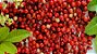 Muda de Aroeira Pimenta Rosa - 1 muda 70cm- Cultivo Livre de Agrotóxicos - Imagem 1