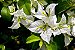 Muda Ornamental de Bougainvillea / Primavera -  já florindo - Branca - Imagem 2