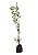 Muda Ornamental  de Ligustro verde - muda de 70 a 100cm - Sem Agrotóxico - Imagem 1