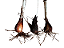 Iris Tigridia - 4 Bulbos Prontos Para Plantar - Imagem 3
