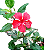 Hibisco Tricolor Vermelho - 1 muda ornamental - Imagem 1