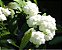 Grinalda De Noiva - 1 Muda Ornamental - Manah Da Terra - Imagem 3