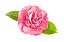 Muda Ornamental de Camélia Rosa - Manah Da Terra - Sem Agrotóxico - Imagem 1