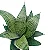 Mini Espada De São Jorge - 1 Muda Premium - Imagem 1
