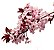 Cerejeira Sakura Okinawa - 1 Muda Ornamental - Imagem 3