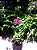 Mini Rosa Trepadeira - 1 muda cor rosa - Imagem 4