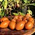 Muda Frutifera de Tamarilho (tomate De Árvore) - Sem Agrotóxico - Imagem 1