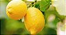 Limão Siciliano (Enxertado) - 1 Muda Média - Próxima de Produzir! - Imagem 1