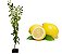 Limão Siciliano - 1 Muda Enxertada - Produz Rápido - Imagem 1