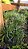 Ophiopogon - 1 Muda Premium - Grama Ornamental - Imagem 2