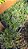 Ophiopogon - 1 Muda Premium - Grama Ornamental - Imagem 3