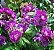 1 Vaso Com  Muda Ornamental de Rosa Trepadeira (lilas) - Sem Agrotóxico - Imagem 1
