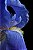 Muda Ornamental de Iris Azul (Muda pequena) - Sem agrotóxico - Imagem 2