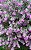 Chuva De Prata - 1 Muda Ornamental - Adubada - Imagem 3