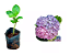 Kit Hortênsias - 3 Mudas Prontas Para Plantar - Imagem 1