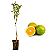 Laranja Pera Rio - 1 Muda - Produz Rápido - Imagem 1
