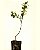 Muda Frutifera de Laranja Kinkan - Sem agrotóxico - Ideal Para Vasos! - Imagem 2
