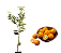 Laranja Kinkan -  1 Muda Pronta P/ Plantar - Produz Rápido - Imagem 1